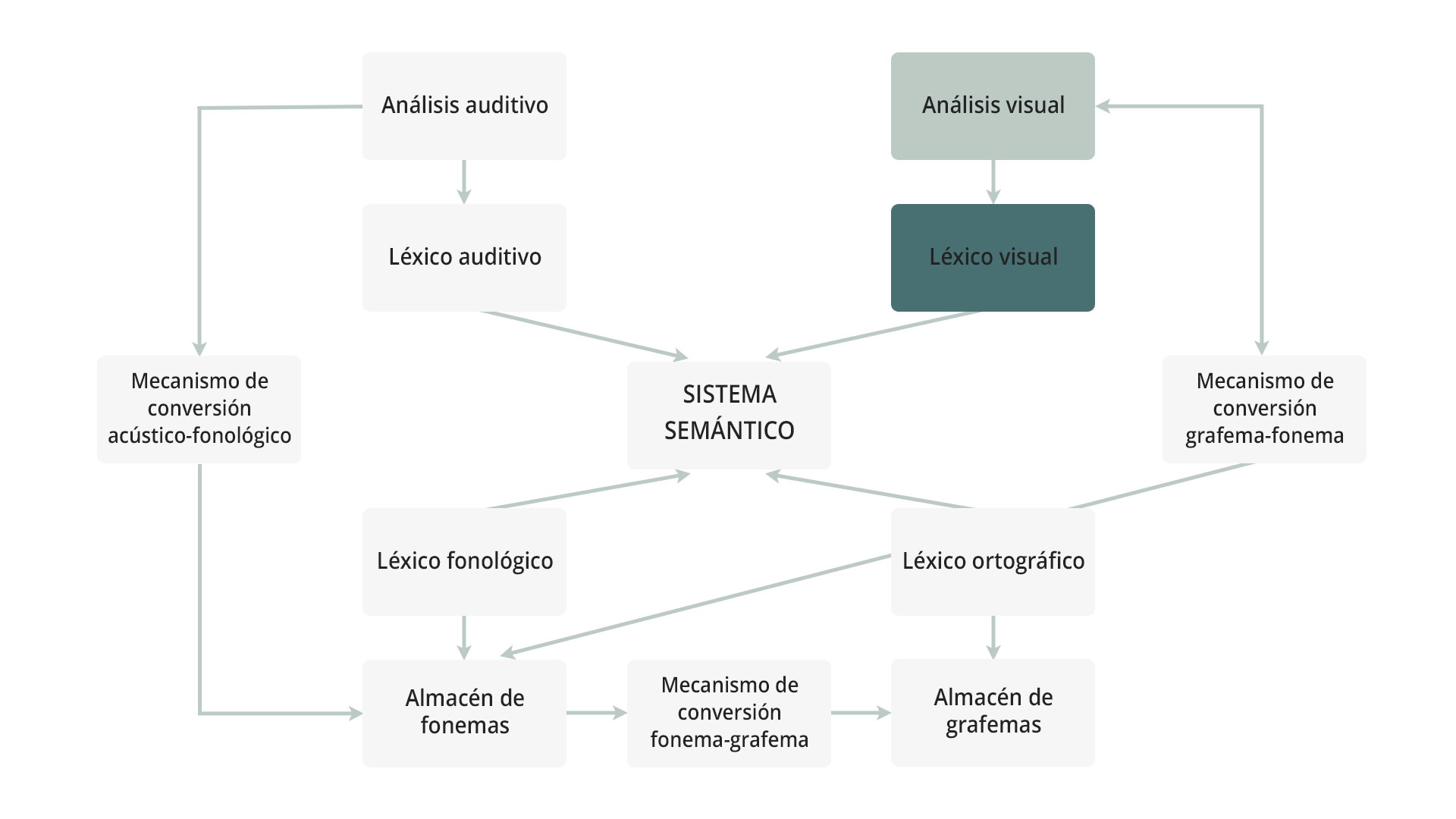 Modelo del lenguaje