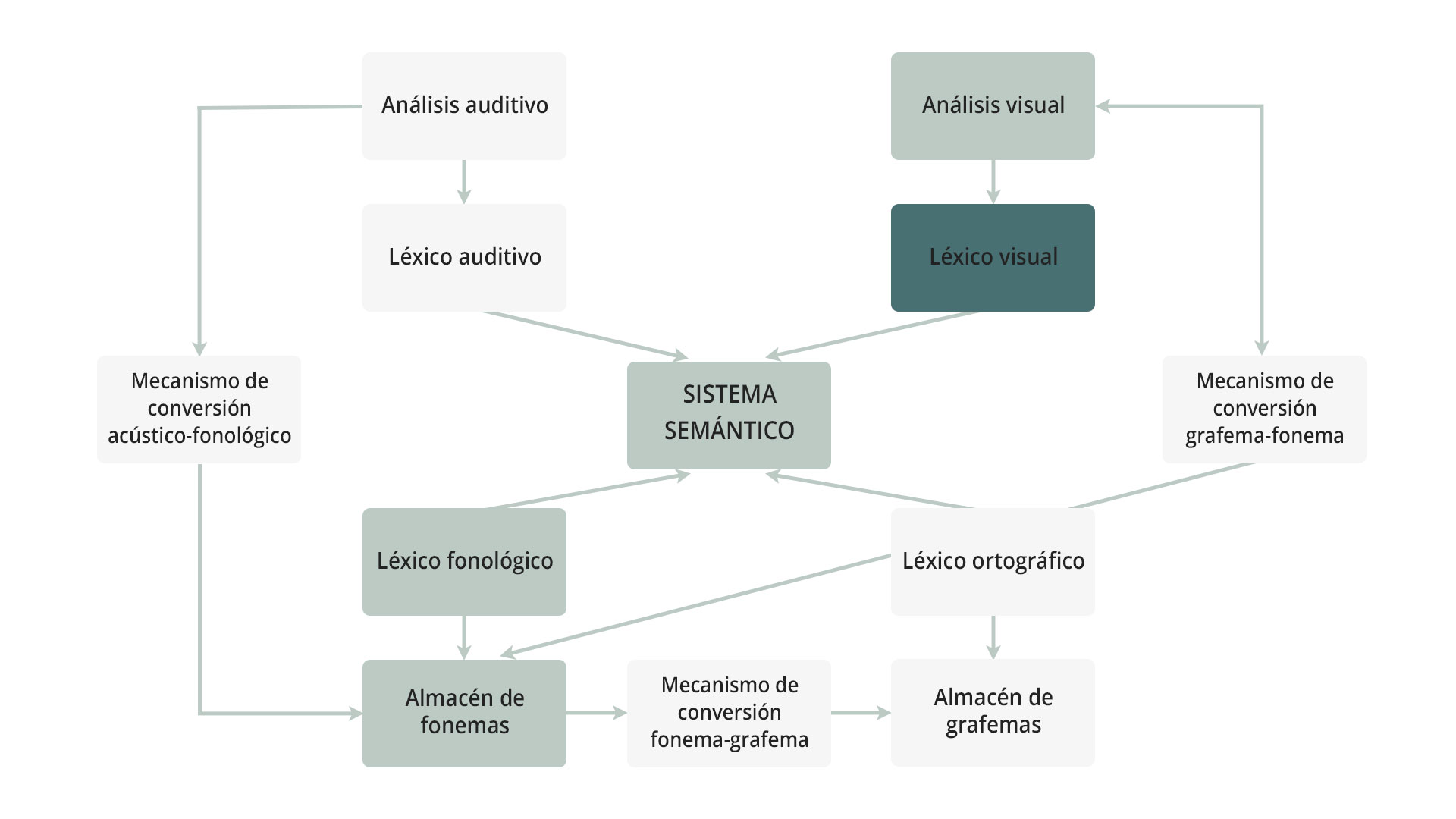 Modelo del lenguaje