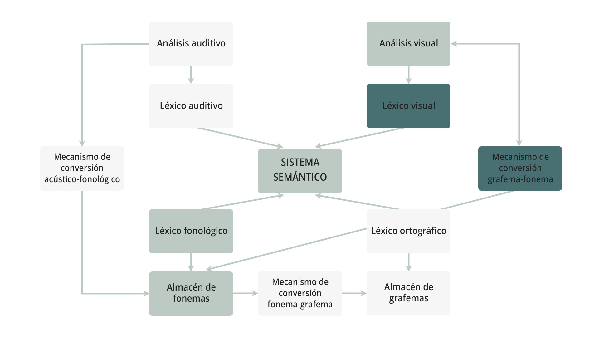 Modelo del lenguaje